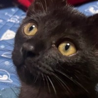 手のひらサイズの『とっても小さかった子猫』が、３年後→『貫禄』が出てきて…劇的なビフォーアフターに「すくすく育ったねｗ」「なんて素敵」