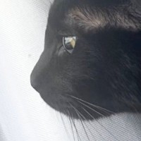 窓辺にいた黒猫→『カラス』が近づいてくると、『耳』がわかりやすく変化して…可愛すぎる瞬間に２万いいね「完全にゴジラ」「怖いよね～」
