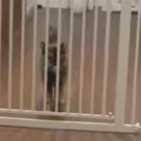 お留守番していた猫→『大好きな飼い主』が帰ってくると…嬉しさが伝わる『熱烈大歓迎』が53万表示「人生で一度は体験したい」「たまらんな」