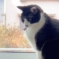 窓辺に座る猫→『赤ちゃん』が近づいてきた結果…ほっこりする『優しい光景』に「素晴らしい」「手加減してくれてるねｗ」と９万再生