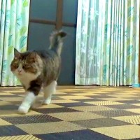 警戒心が強かった元ボス猫→別の部屋から名前を呼ばれた瞬間…絆を感じる『愛おしい光景』が20万再生「なんてお利口」「忠犬ならぬ忠猫」