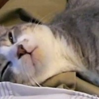 膝の上でくつろぐ猫→後ろ足を大きく開いて…リラックスモード全開な『可愛すぎる光景』が29万再生「まったりしすぎｗ」「とっても癒された」