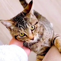 朝、家事中のママ→保護子猫がひたすら後を追いかけて…まるで人間の赤ちゃんのような『尊い光景』が19万再生「大好きが溢れている」と反響