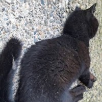 『道端で倒れていた黒猫』を保護→思うように動けない状態から…大きく変化した『現在の様子』に感動の声続出「本当にすごい」「涙が出た」