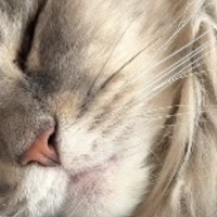 『気持ちよさそうに眠る猫』が突然動いたと思ったら…カメラが捉えた『まさかの瞬間』に「よく撮れたねｗ」「何と戦っていたんだろうｗ」と話題