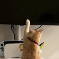 猫が『テレビ大好き』になった結果…人間の子どものような『まさかの光景』に「現代猫すぎて笑ったｗ」「Z世代だｗ」と爆笑する人が続出