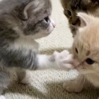 「いくらでも受けたい」「可愛さの破壊力が抜群ｗ」生後3週間の子猫が『パンチ』した結果→あまりにも弱くて…思わず顔が緩む光景が46万再生