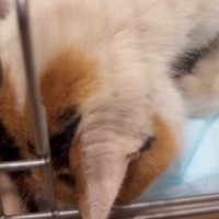 真冬に『置き去り』にされた猫→痙攣しているところを発見されて…『幸せを掴むまでの軌跡』に反響「助けてくれてありがとう」「涙が出た」