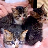 生後２ヶ月で保健所に持ち込まれた猫→母親とはぐれた子猫も続けて保護したら…『素敵な展開』に反響「シアワセな猫生を」「よかったね」