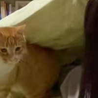 寝る時間になると『ベッドの上にくる猫』→布団をめくってあげると…恋人同士のような『まさかの光景』が142万再生「彼氏やん」「ズルすぎる」