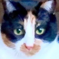 『おもちゃで遊ぶ三毛猫』を撮影したら…まるで土俵入りのような『奇跡の瞬間』が310万表示「見事な雲竜型ｗ」「ハッキヨイ」と話題