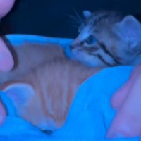 夜中に突然、『子猫を連れてきた息子』→家族の反応が…温かい気持ちになる『サプライズの瞬間』に15万いいね「好きなのがわかる」「素敵」