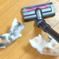 掃除機をかけた結果→『子猫が怖がるかな』と思いきや…予想とは裏腹な『尊いリアクション』が話題「可愛い」「おもちゃだと思っているんかな」