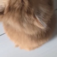 『子猫がしがみついてきた』と思ったら…とんでもなく尊い『まさかの展開』が22万再生「足動かせなくなったね」「反則級の可愛さ」と悶絶の声