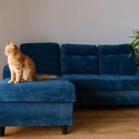 なぜ？同僚から買い取ったソファから「鈴の音」がする→台座の中に潜んでいたのは、前の持ち主の「飼い猫」だった！