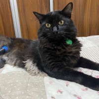 度重なる事故から奇跡的に生還し、「バイオニック猫」として猫生を謳歌　英王室領ジャージー島