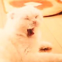 『あくびする猫』を印刷したら、たった1つのミスで…『バケモノが誕生してしまった光景』に７万いいね「ホラーやんｗ」「笑いが止まらんｗ」
