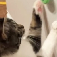 猫が冷蔵庫についている『ハンドスピナー』を発見した結果→夢中になって…ほっこりする光景が202万再生「すごい」「とってもかわいい」