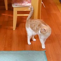女の子の宿題が終わるのを待つ猫→床の上で…たまらなく愛おしい『健気な光景』に「一緒にいたい気持ちがよくわかる」「大好きなんだね」と反響