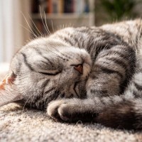 猫が『最高に幸せ』だと感じる瞬間4つ　喜んでいるときのサインや満足している理由も