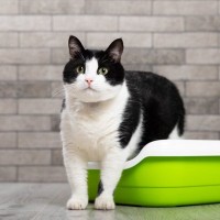 猫が排泄物に『砂をかけない』ときに考えられる理由3つ　隠さなくて大丈夫？見直したいポイントも