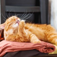 猫が『洗濯物の上』に乗ってくる理由3つ　干したばかりなのに…防ぐ方法はある？