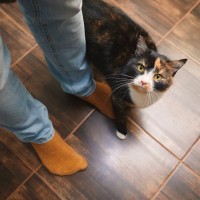 『猫を愛している人』かどうか見抜くためのポイント5つ　実はあなたも周りに気付かれているかも？