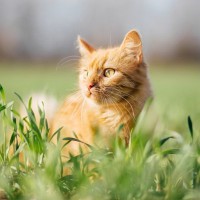 猫にとって危険な『天敵』動物5選　遭遇時に起こりうるトラブルや回避するための対策方法