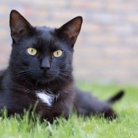 幸せを運ぶ黒猫の『エンジェルマーク』とは？悲しい歴史や幸運のサインといわれる理由