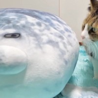 猫に『アザラシのぬいぐるみ』をあげた結果…10日後の『変わり果てた様子』に「アザラシの干物ｗ」「もうこね上がったんだｗ」と爆笑の声