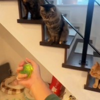 猫3匹の前で『ヨーヨー』を披露してみたら…見事な反応と『温度差ありすぎる犬』が71万再生「下にいるワンコｗ」「めっちゃ良いお客さんｗ」