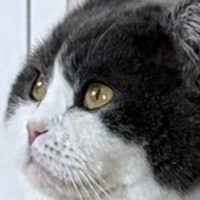 暖かい季節になったけれど…猫の『毛』を見ると→可愛すぎる光景に１万いいねの反響「なんちゅうもちもちｗ」「ご立派でかわいい」