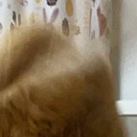 猫が『大きく飛んだ瞬間』を撮影した結果…格闘ゲームのワンシーンのような『カッコよすぎる光景』が話題「躍動感がすごい」「空Nすぎる」