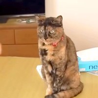２匹の元保護猫と暮らす夫婦→１日の様子を見てみると…幸せすぎる『穏やかな時間が流れる光景』に「健気」「めちゃくちゃ癒された」と反響