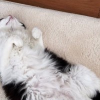 寝転がるネコを『映画風ポスターにして』とAIにお願いしたら…壮大すぎる『まさかの結果』が80万再生「名作っぽいｗ」「泣いちゃったよｗ」