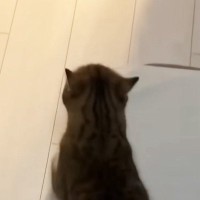 まだご飯の時間じゃないのに…誘導してくる猫について行った結果→『圧がすごい光景』に笑う人が続出「無言の圧ｗ」「誘導するの賢いｗ」