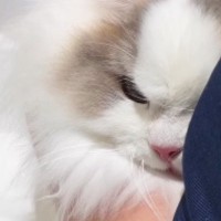 動物病院にやってきた猫→注射の時間になると、『険しい表情』になって…終わった瞬間の『尊すぎる行動』に反響「頑張ったねぇ」「悶絶した」