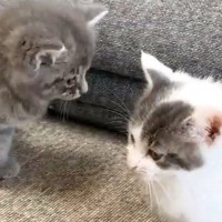 雷の音にビックリした子猫たちが『向かった先』とは…尊すぎる『大集合の様子』が58万再生「なんだ、ただの天国かよ」「物凄く羨ましいｗｗ」