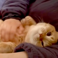 ママのことが大好きな猫→赤ちゃんのお世話の合間に甘えに来て…あまりにも『愛おしい光景』に「ママさんの取り合いだね」「癒される」の声
