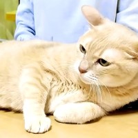 テレビの前をふさぐ猫→『見えない』と伝えた結果…思わず笑ってしまう『攻防戦』に「お母さんの言葉に笑った」「めでたしですかね」と反響