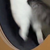 キャットホイールで遊び始めた猫→『全力疾走』し始めて…『驚きの光景』が28万再生「めっちゃ跳ねてるやんｗ」「IQの高さを感じる」