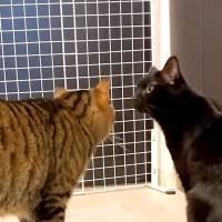 『大好きな人』が家に来ることを察知した２匹のネコ→１時間半後…想像以上の『熱烈大歓迎』が15万再生「ルンルン」「本当に大好きなんだなぁ」