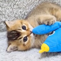ぬいぐるみで遊ぶ赤ちゃん猫→眠気に襲われてしまい、兄猫の前で…悶絶級に可愛い『電池切れの瞬間』に「無防備に眠っていく」「可愛い」の声
