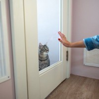 猫が『捨てられたかも…』と不安になっているときのサイン5つ　行動に隠された心理や安心させる接し方まで