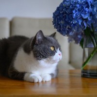 猫にとって『紫陽花』が危険な理由3つ　命に関わるリスクや誤飲したときの対処法