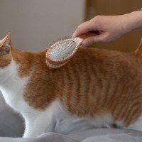 猫のカラダに発生する『白い粉』の原因3つ　気になる正体とは？正しい対処法まで解説