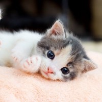 『子猫から成猫』になる過程で起こる変化5選　オトナに成長したサインや見直したいお世話のポイント