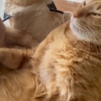 猫が使い続けた『ボロボロのハンモック』を買い替えたら…3日後の『まさかの光景』が64万再生「オチわかってても爆笑した」「泣けてくるｗ」