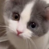 子猫に『にゃあは？』と話しかけた結果…尊すぎるやり取りと『現在の様子』が17万再生「たまらんなぁ」「控え目なのがまた可愛らしい」