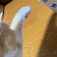 猫がいつもと様子が違う『貯金箱』を発見した結果…『まさかの反応』に笑ってしまうと95万再生「プルプルしてるｗ」「ニヤニヤが止まらない」